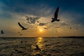 Flock Seagull are Flying on sunset background ,Bang poo ,Samutpragan, Thailand Royalty Free Stock Photo