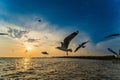 Flock Seagull are Flying on sunset background ,Bang poo ,Samutpragan, Thailand Royalty Free Stock Photo