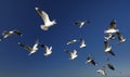 A Flock of Seagulls Royalty Free Stock Photo