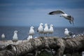 A flock of seagulls