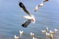 Flock of seagulls at Bangpu Recreation Center