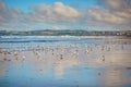 Flock of seagulls on Atlantic ocean beach in Finistere, Brittany, France Royalty Free Stock Photo