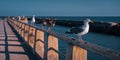 Flock of seagulls on a wooden fence overlooking the ocean from a pier, Long Beach, California