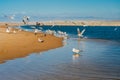 Flock of seagulls on the beach, California coastline