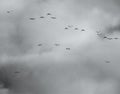 A Flock Of Seagulls Birds Flying Against A Cloudy Sky