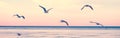 Flock of seagulls birds on sea lake water and flying in sky on summer sunset Royalty Free Stock Photo