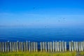Flock of seagulls in blue sky, seascape of Veerse Meer, Netherlands