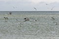 Flock of seagulls and brown pelican