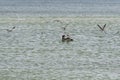 Flock of seagulls and brown pelican
