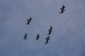 Flock of seagulls in a cloudy sky when leaving the port of Savona, Italy