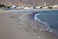 A flock of seagulls on the coast of the Indian Ocean Royalty Free Stock Photo
