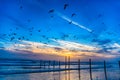 Flock Of Seagulls In Daytona Beach, Florida, USA
