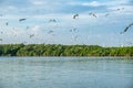 Flock of seagulls emigrate flying in mangrove forest at gulf of