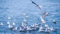 A flock of seagulls fighting over a fish on water