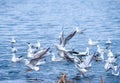 A flock of seagulls fighting over a fish on water