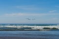 A flock of seagulls flies over the Pacific Ocean in Cannon Beach, Oregon, USA. Royalty Free Stock Photo