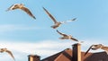 A flock of seagulls flies over the rooftops. Flight, freedom, serenity Royalty Free Stock Photo