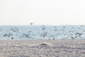 Flock of seagulls flies up on shore Royalty Free Stock Photo