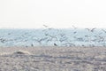 Flock of seagulls flies up on shore Royalty Free Stock Photo