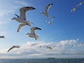 A flock of seagulls in flight Royalty Free Stock Photo