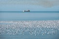 Flock of seagulls floating on calm sea water surface, trawler background Royalty Free Stock Photo