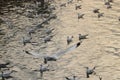 Flock of seagulls floating on the sea Science name is Charadriiformes Laridae . Selective focus and shallow depth of field.