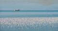 Flock of seagulls floating on the sea surface Royalty Free Stock Photo