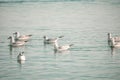 A flock of seagulls fly, fishing and swim in the sea. Warm sunset sky over the ocean. Silhouettes of seagulls flying in Royalty Free Stock Photo