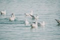 A flock of seagulls fly, fishing and swim in the sea. Warm sunset sky over the ocean. Silhouettes of seagulls flying in Royalty Free Stock Photo