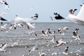 A flock of seagulls flying above the sea with blue sky background Royalty Free Stock Photo