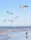 Flock of seagulls flying above the water, with a black crow standing at the background Royalty Free Stock Photo