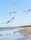 Flock of seagulls flying above the water, with a black crow standing at the background Royalty Free Stock Photo