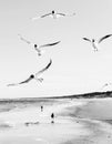 Flock of seagulls flying above the water, with a black crow standing at the background, black and white Royalty Free Stock Photo