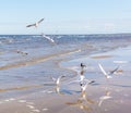 Flock of seagulls flying above the water, catching bread in the air, with a black crow standing and watching them Royalty Free Stock Photo