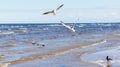 Flock of seagulls flying above the water, catching bread in the air, with a black crow standing and watching them Royalty Free Stock Photo