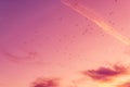Flock of seagulls flying across colorful sunset sky Royalty Free Stock Photo