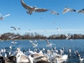 A flock of seagulls flying against blue sky Royalty Free Stock Photo