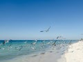 A flock of seagulls flying around the beach Royalty Free Stock Photo