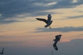 Flock of seagulls flying around in the evening at sunset.