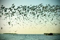 Flying Seagulls Royalty Free Stock Photo