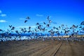 Flock of seagulls flying at the beach Royalty Free Stock Photo