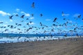 Flock of seagulls flying at the beach Royalty Free Stock Photo