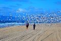 Flock of seagulls flying at the beach Royalty Free Stock Photo