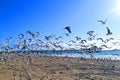 Flock of seagulls flying at the beach Royalty Free Stock Photo