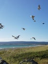 Flock of seagulls flying beach Royalty Free Stock Photo