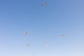 A flock of seagulls flying with blue sky Royalty Free Stock Photo
