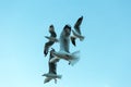 Flock of seagulls flying with blue sky background Royalty Free Stock Photo