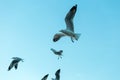 Flock of seagulls flying with blue sky background Royalty Free Stock Photo