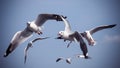 A flock of seagulls flying in the blue sky Royalty Free Stock Photo