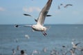 Flock of seagulls flying in the blue sky over sea Science name is Charadriiformes Laridae . Selective focus and shallow depth o Royalty Free Stock Photo